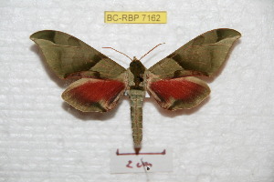  (Callambulyx sichangensis - BC-RBP 7162)  @14 [ ] Copyright (2012) Ron Brechlin Research Collection of Ron Brechlin