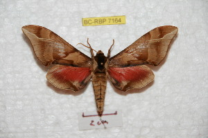  (Callambulyx tatarinovii fomosana - BC-RBP 7164)  @13 [ ] Copyright (2012) Ron Brechlin Research Collection of Ron Brechlin