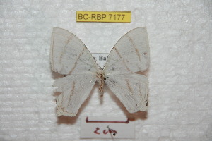  (Therinia camacana - BC-RBP 7177)  @13 [ ] Copyright (2012) Ron Brechlin Research Collection of Ron Brechlin