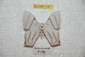  (Therinia diffissa - BC-RBP 7187)  @14 [ ] Copyright (2012) Ron Brechlin Research Collection of Ron Brechlin