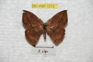  (Homoeopteryx bahiana - BC-RBP 7213)  @14 [ ] Copyright (2012) Ron Brechlin Research Collection of Ron Brechlin