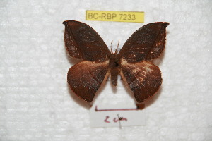  (Oxytenis albilunulata albecuatoriana - BC-RBP 7233)  @14 [ ] Copyright (2012) Ron Brechlin Research Collection of Ron Brechlin
