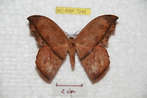  (Oxytenis nubila nuboroiana - BC-RBP 7245)  @14 [ ] Copyright (2012) Ron Brechlin Research Collection of Ron Brechlin