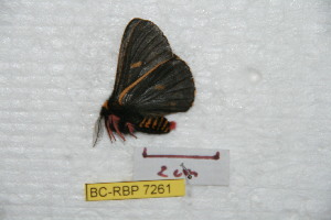  (Meroleuca arianae - BC-RBP 7261)  @12 [ ] Copyright (2013) Ron Brechlin Research Collection of Ron Brechlin