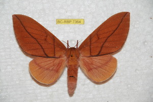 (Rachesa cocodrilensis - BC-RBP 7364)  @13 [ ] Copyright (2013) Ron Brechlin Research Collection of Ron Brechlin