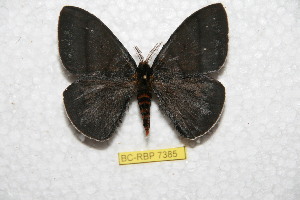  (Periphoba nigra - BC-RBP 7385)  @14 [ ] Copyright (2013) Ron Brechlin Research Collection of Ron Brechlin