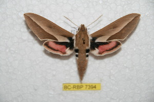  ( - BC-RBP 7394)  @13 [ ] Copyright (2013) Ron Brechlin Research Collection of Ron Brechlin