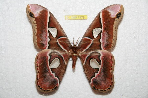  ( - BC-RBP 7478)  @14 [ ] Copyright (2013) Ron Brechlin Research Collection of Ron Brechlin