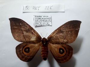  ( - BC-HKT 0225)  @11 [ ] Copyright (2018) Ron Brechlin Research Collection of Ron Brechlin