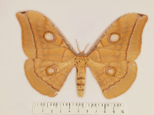 (Antheraea gentingensis - BC-RBP 12340)  @11 [ ] copyright (2022) Ron Brechlin Research Collection of Ron Brechlin