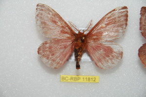  ( - BC-RBP 11812)  @11 [ ] Copyright (2020) Ron Brechlin Research Collection of Ron Brechlin