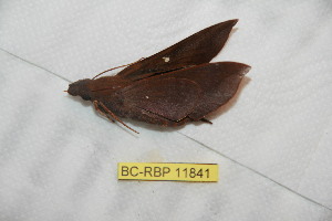  (Eurypteryx geoffreyi - BC-RBP 11841)  @11 [ ] Copyright (2020) Ron Brechlin Research Collection of Ron Brechlin