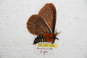  (Cerodirphia pachona - BC-RBP 8280)  @12 [ ] Copyright (2014) Ron Brechlin Research Collection of Ron Brechlin