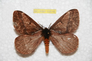  (Pseudodirphia parmoronacola - BC-RBP 10516)  @14 [ ] Copyright (2017) Ron Brechlin Research Collection of Ron Brechlin