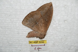  (Lonomia laalbania - BC-RBP 8292)  @14 [ ] Copyright (2014) Ron Brechlin Research Collection of Ron Brechlin