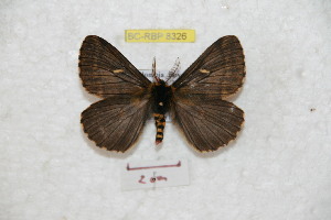  (Meroleuca pinzonica - BC-RBP 8326)  @14 [ ] Copyright (2014) Ron Brechlin Research Collection of Ron Brechlin