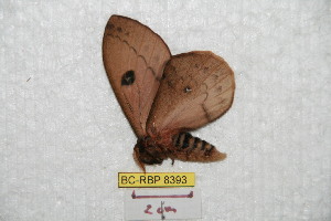  ( - BC-RBP 8393)  @13 [ ] Copyright (2014) Ron Brechlin Research Collection of Ron Brechlin