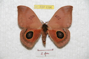  (Automeris midenapoensis - BC-RBP 8396)  @14 [ ] Copyright (2014) Ron Brechlin Research Collection of Ron Brechlin