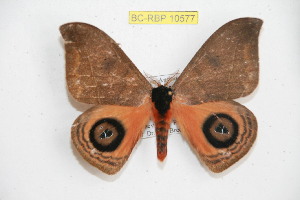  ( - BC-RBP 10577)  @11 [ ] Copyright (2017) Ron Brechlin Research Collection of Ron Brechlin