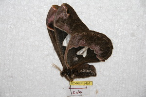  (Rothschildia orizaba uruapana - BC-RBP 8451)  @14 [ ] Copyright (2014) Ron Brechlin Research Collection of Ron Brechlin