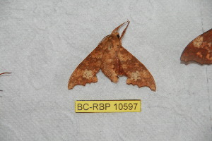  (Smerinthulus perversa bachmaensis - BC-RBP 10597)  @11 [ ] Copyright (2017) Ron Brechlin Research Collection of Ron Brechlin