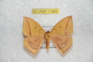  ( - BC-RBP 11862)  @11 [ ] Copyright (2020) Ron Brechlin Research Collection of Ron Brechlin