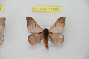  (Hylesia tersucumbex - BC-RBP 11885)  @11 [ ] copyright (2020) Ron Brechlin Research Collection of Ron Brechlin