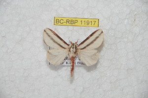  ( - BC-RBP 11917)  @11 [ ] copyright (2020) Ron Brechlin Research Collection of Ron Brechlin