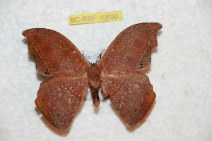  ( - BC-RBP 10690)  @11 [ ] Copyright (2017) Ron Brechlin Research Collection of Ron Brechlin