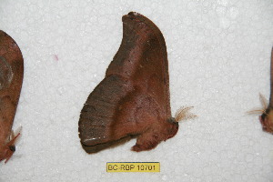  ( - BC-RBP 10701)  @12 [ ] Copyright (2017) Ron Brechlin Research Collection of Ron Brechlin