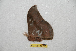  ( - BC-RBP 10705)  @12 [ ] Copyright (2017) Ron Brechlin Research Collection of Ron Brechlin