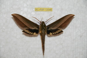  ( - BC-RBP 12046)  @11 [ ] copyright (2020) Ron Brechlin Research Collection of Ron Brechlin