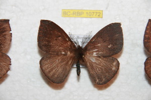  ( - BC-RBP 10772)  @11 [ ] Copyright (2018) Ron Brechlin Research Collection of Ron Brechlin