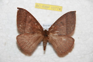  ( - BC-RBP 10774)  @11 [ ] Copyright (2018) Ron Brechlin Research Collection of Ron Brechlin