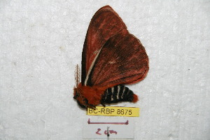  (Cerodirphia fabiani - BC-RBP 8675)  @13 [ ] Copyright (2014) Ron Brechlin Research Collection of Ron Brechlin