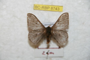  ( - BC-RBP 8743)  @11 [ ] Copyright (2014) Ron Brechlin Research Collection of Ron Brechlin