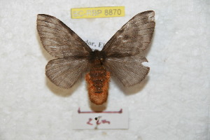  ( - BC-RBP 8870)  @11 [ ] Copyright (2014) Ron Brechlin Research Collection of Ron Brechlin