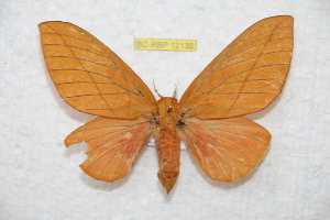  ( - BC-RBP 12130)  @11 [ ] copyright (2021) Ron Brechlin Research Collection of Ron Brechlin