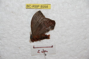  ( - BC-RBP 8998)  @12 [ ] Copyright (2015) Ron Brechlin Research Collection of Ron Brechlin