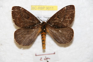  (Pseudodirphia parvosumacola - BC-RBP 9011)  @14 [ ] Copyright (2015) Ron Brechlin Research Collection of Ron Brechlin
