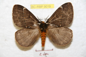  (Pseudodirphia sumacosangana - BC-RBP 9019)  @15 [ ] Copyright (2015) Ron Brechlin Research Collection of Ron Brechlin