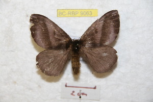  (Hylesia rosbaguanex - BC-RBP 9063)  @14 [ ] Copyright (2015) Ron Brechlin Research Collection of Ron Brechlin