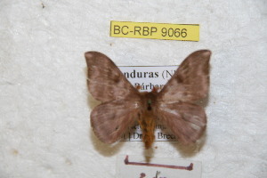  ( - BC-RBP 9066)  @13 [ ] Copyright (2015) Ron Brechlin Research Collection of Ron Brechlin