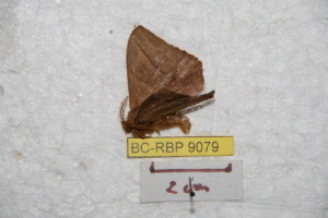  (Hylesia linyoaxacana - BC-RBP 9079)  @13 [ ] Copyright (2015) Ron Brechlin Research Collection of Ron Brechlin