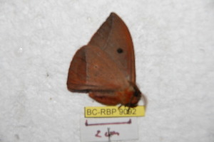  (Gamelia lacelia - BC-RBP 9092)  @13 [ ] Copyright (2015) Ron Brechlin Research Collection of Ron Brechlin