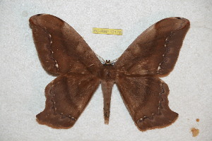  ( - BC-RBP 12178)  @11 [ ] copyright (2021) Ron Brechlin Research Collection of Ron Brechlin