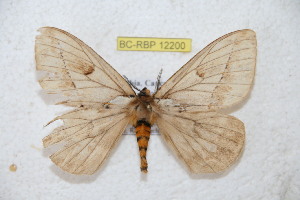  (Pseudodirphia obcaucana - BC-RBP 12200)  @11 [ ] copyright (2021) Ron Brechlin Research Collection of Ron Brechlin