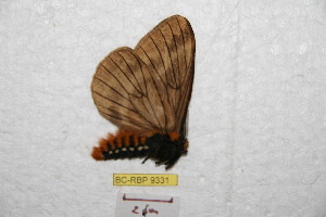  (Pseudodirphia bireyarumala - BC-RBP 9331)  @13 [ ] Copyright (2015) Ron Brechlin Research Collection of Ron Brechlin