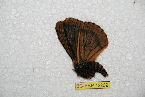  (Meroleuca guanacasa - BC-RBP 12269)  @11 [ ] copyright (2021) Ron Brechlin Research Collection of Ron Brechlin