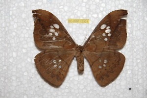  ( - BC-RBP 12301)  @11 [ ] copyright (2021) Ron Brechlin Research Collection of Ron Brechlin